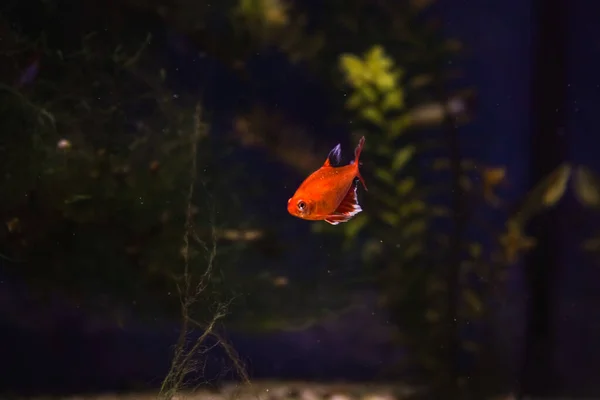 Diskus Bunte Buntbarsche Aquarium Süßwasserfische Die Amazonasbecken Leben Bunte Helle — Stockfoto