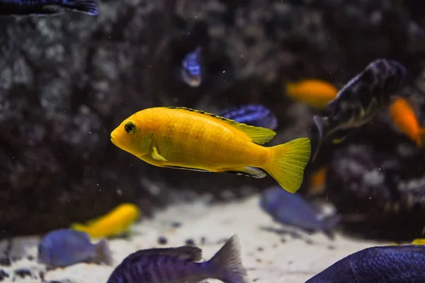 Dysk Kolorowe Cichlidy Akwarium Ryby Słodkowodne Żyjące Dorzeczu Amazonki Kolorowe — Zdjęcie stockowe
