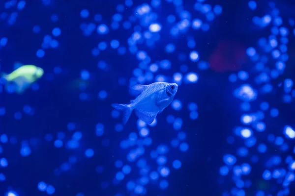 ネオンが輝く暗い水族館で美しいネオン輝く魚の群れ グロフィッシュ テトラ 背景がぼやけている 選択的フォーカス 水中生活 — ストック写真