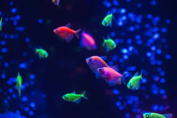 Зграя Красивих Неонових Сяючих Риб Темному Акваріумі Неоновим Світлом Глофіш — стокове фото