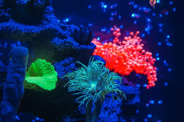 Neon Işıklı Karanlık Bir Akvaryumda Parlayan Güzel Bir Balık Sürüsü — Stok fotoğraf