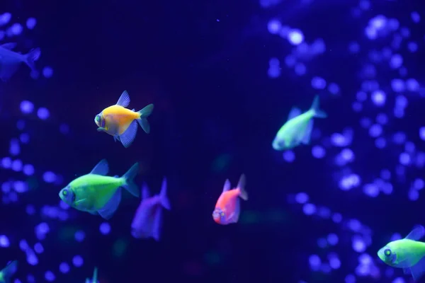 Sekumpulan Ikan Neon Bersinar Indah Akuarium Gelap Dengan Cahaya Neon — Stok Foto