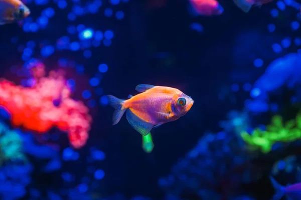 ネオンが輝く暗い水族館で美しいネオン輝く魚の群れ グロフィッシュ テトラ 背景がぼやけている 選択的フォーカス 水中生活 — ストック写真