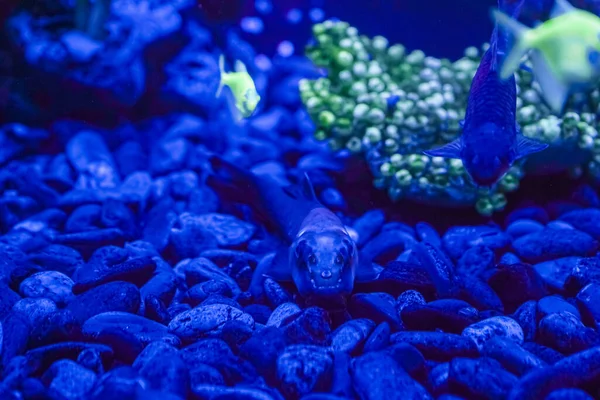 Stado Pięknej Neonowej Świecącej Ryby Ciemnym Akwarium Neonowym Światłem Czarna — Zdjęcie stockowe