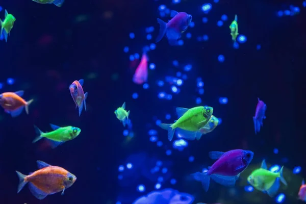 Flock Beautiful Neon Glowing Fish Dark Aquarium Neon Light Glofish Royalty Free Stock Photos