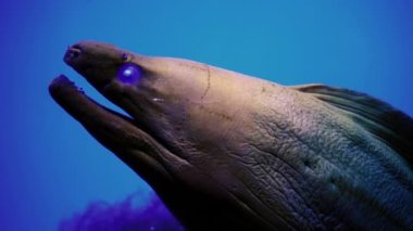 Moray, Kızıl Deniz 'deki kumlu bir tabanın mavi arka planında mercanların içinde yılan balığı avlıyor. Resiflerin ve yosunların olduğu renkli ve vahşi bir dünyada yüzmek. Yiyecek arayan sakinler.