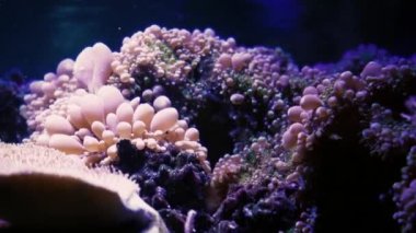 Coral Garden 'da deniz hayatı. Yumuşak ve sert mercanlı sualtı tropikal deniz manzarası. Su altı balık resifi denizcisi. Tropik renkli sualtı deniz manzarası. Mercan resifi sahnesi. Bir Deniz Burnu