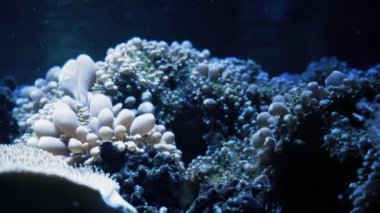 Coral Garden 'da deniz hayatı. Yumuşak ve sert mercanlı sualtı tropikal deniz manzarası. Su altı balık resifi denizcisi. Tropik renkli sualtı deniz manzarası. Mercan resifi sahnesi. Bir Deniz Burnu