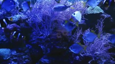 Coral Garden 'da deniz hayatı. Yumuşak ve sert mercanlı sualtı tropikal deniz manzarası. Su altı balık resifi denizcisi. Tropik renkli sualtı deniz manzarası. Mercan resifi sahnesi. Bir Deniz Burnu