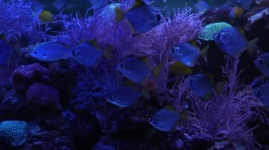 Coral Garden 'da deniz hayatı. Yumuşak ve sert mercanlı sualtı tropikal deniz manzarası. Su altı balık resifi denizcisi. Tropik renkli sualtı deniz manzarası. Mercan resifi sahnesi. Bir Deniz Burnu