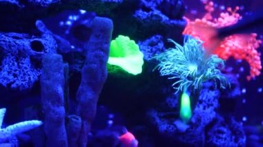 Renkli canlı balıklar renkli mercanlarda parıldıyor. Mor floresan tropik su cenneti egzotik arka plan. Parlak ekosistem, parlak fantastik dekoratif neon tank