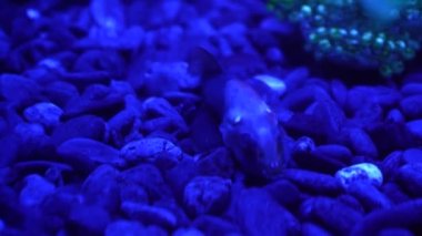 Renkli canlı balıklar renkli mercanlarda parıldıyor. Mor floresan tropik su cenneti egzotik arka plan. Parlak ekosistem, parlak fantastik dekoratif neon tank