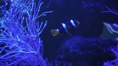 Coral Garden 'da deniz hayatı. Yumuşak ve sert mercanlı sualtı tropikal deniz manzarası. Su altı balık resifi denizcisi. Tropik renkli sualtı deniz manzarası. Mercan resifi sahnesi. Bir Deniz Burnu