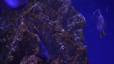 Coral Garden 'da deniz hayatı. Yumuşak ve sert mercanlı sualtı tropikal deniz manzarası. Su altı balık resifi denizcisi. Tropik renkli sualtı deniz manzarası. Mercan resifi sahnesi. Bir Deniz Burnu