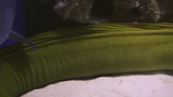 Nahaufnahme Einer Muräne Die Unter Wasser Einem Aquarium Dunkelblauem Wasser — Stockvideo