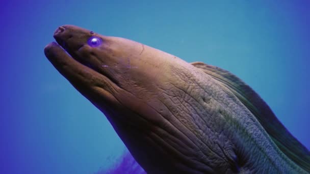 在红海沙底的蓝色背景上 在珊瑚中的莫雷鳗鱼 在一个由多彩的珊瑚礁和海藻构成的美丽野生动物世界里游泳 寻找食物的居民 — 图库视频影像
