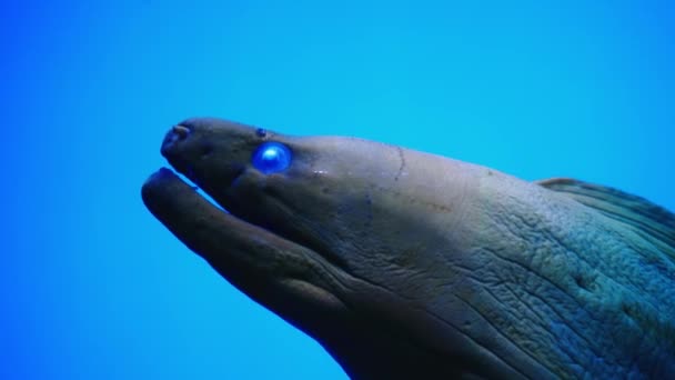 Nahaufnahme Einer Muräne Die Unter Wasser Einem Aquarium Dunkelblauem Wasser — Stockvideo