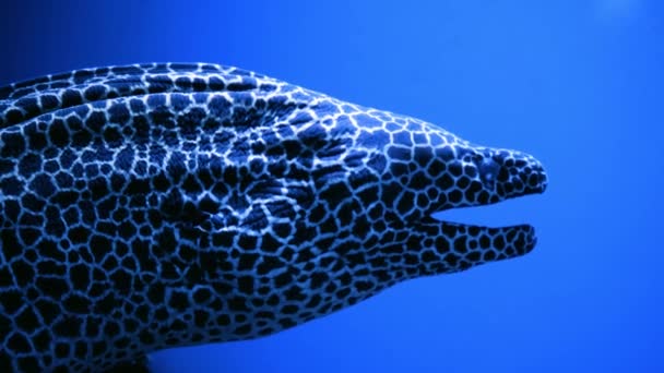 Close Mediterranean Moray Eel Swimming Underwater Aquarium Dark Blue Water — Stock Video