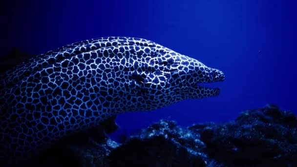 在红海沙底的蓝色背景上 在珊瑚中的莫雷鳗鱼 在一个由多彩的珊瑚礁和海藻构成的美丽野生动物世界里游泳 寻找食物的居民 — 图库视频影像