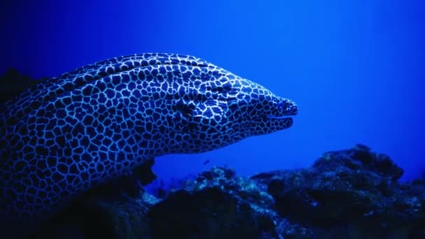 在深蓝色的水里的水族馆里 一只地中海鳗鱼在水下游泳的特写镜头 Murena Murena在水里 慢动作在海洋的最底层 — 图库视频影像