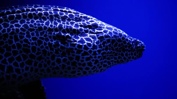 Dev Yılanbalığı Kızıl Deniz Inanılmaz Güzel Deniz Altı Dünyası Sakinlerinin — Stok video