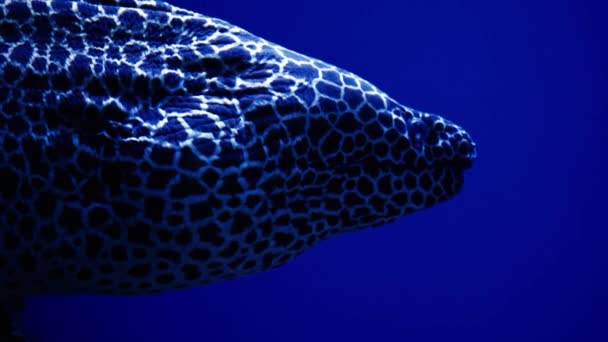 莫雷鳗鱼在珊瑚礁水下特写 海底生命 海底研究 海洋自然 洋底鳗鱼 — 图库视频影像