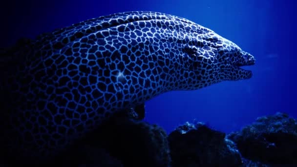 巨大的鳗鱼 令人惊叹的 美丽的红海水下海洋世界及其居民 生物和潜水者的生活 — 图库视频影像