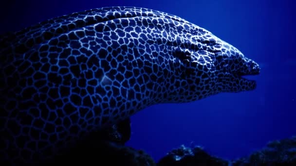 Moray Eel Coral Reef Underwater Close Underwater Life Study Seabed — Stock Video