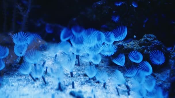 Подводная Жизнь Коралловом Саду Подводные Морские Рыбы Тропические Рыбы Морского — стоковое видео