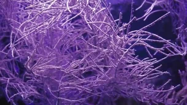 Marint Liv Coral Garden Undervattens Tropiska Färgglada Kustlandskap Med Mjuka — Stockvideo