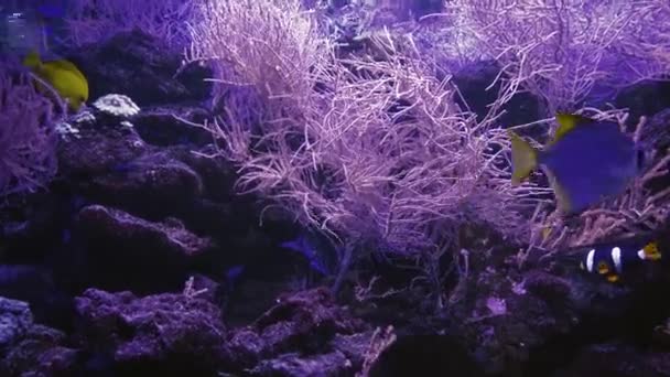 カラフルな庭の赤い海のイソギンチャク 紅海のアネモネ サンゴ礁のシーン サンゴの庭の風景です 魚の家 — ストック動画