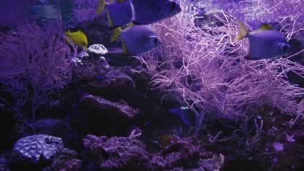 Macro Scatto Anemone Fluorescente Muovendo Lentamente Suoi Tentacoli Vita Sottomarina — Video Stock
