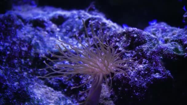 Vida Marina Jardín Del Coral Paisaje Submarino Tropical Colorido Con — Vídeo de stock