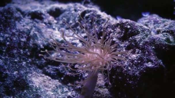 Maritiem Leven Koraaltuin Onderwater Tropische Kleurrijke Zeegezicht Met Zachte Harde — Stockvideo