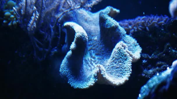 Морське Життя Кораловому Саду Під Водою Тропічний Барвистий Морський Мис — стокове відео