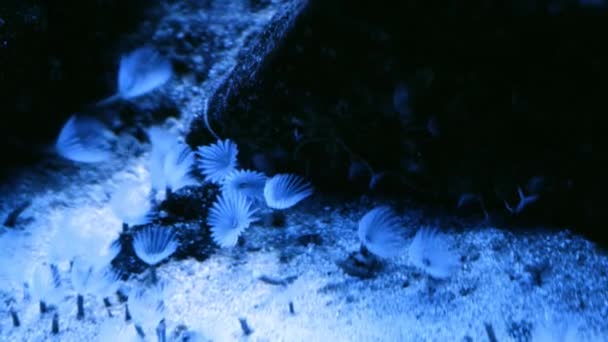 Морське Життя Кораловому Саду Під Водою Тропічний Барвистий Морський Мис — стокове відео
