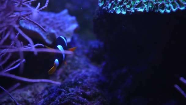 Renkli Bahçe Kızıl Deniz Şakayığı Kızıldeniz Amonoları Mercan Resifi Sahnesi — Stok video
