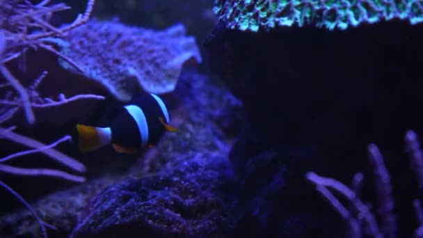 Яскрава Морська Анемона Anemones Red Sea Сцена Коралового Рифу Морська — стокове відео