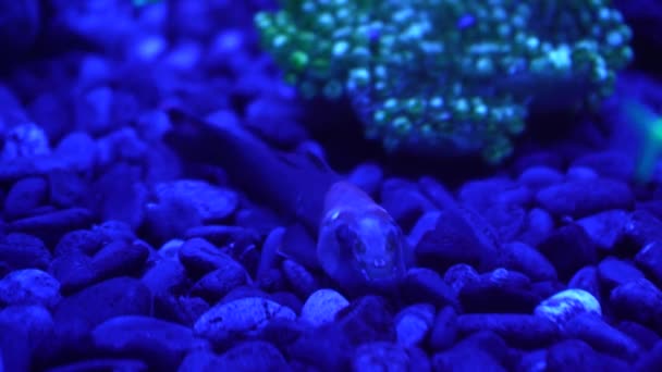カラフルな鮮やかな魚がカラフルなサンゴのネオンを輝きます 紫色の蛍光熱帯水の楽園エキゾチックな背景 光沢のある生態系 明るい素晴らしい装飾的なネオンタンクを育てる — ストック動画
