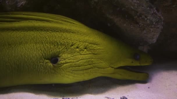 Zbliżenie Węgorza Moray Pokrytego Koralami Dnie Pod Wodą Zwiedzanie Głębi — Wideo stockowe