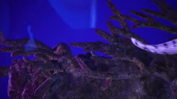 海底にサンゴで覆われたモレウナギのクローズアップ 海の底を探索する息をのむような景色 — ストック動画