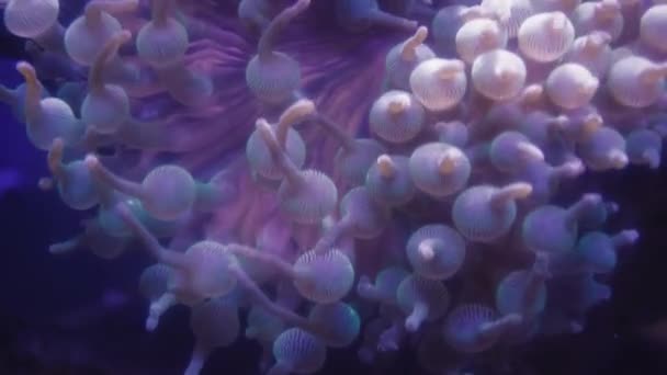 Морская Жизнь Коралловом Саду Подводный Тропический Красочный Морской Пейзаж Мягкими — стоковое видео