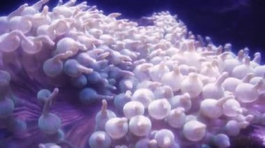 Coral Garden 'da deniz hayatı. Yumuşak ve sert mercanlı sualtı tropikal deniz manzarası. Su altı balık resifi denizcisi. Tropik renkli sualtı deniz manzarası. Mercan resifi sahnesi. Bir Deniz Burnu