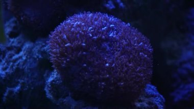 Coral Garden 'da deniz hayatı. Yumuşak ve sert mercanlı sualtı tropikal deniz manzarası. Su altı balık resifi denizcisi. Tropik renkli sualtı deniz manzarası. Mercan resifi sahnesi. Bir Deniz Burnu