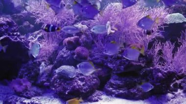 Coral Garden 'da deniz hayatı. Yumuşak ve sert mercanlı sualtı tropikal deniz manzarası. Su altı balık resifi denizcisi. Tropik renkli sualtı deniz manzarası. Mercan resifi sahnesi. Bir Deniz Burnu
