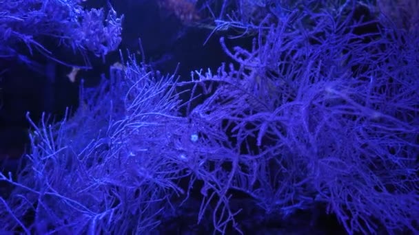 Tengerészgyalogos Élet Coral Gardenben Víz Alatti Trópusi Színes Tengerfenék Lágy — Stock videók
