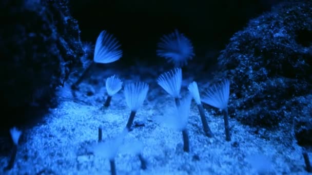 サンゴの庭での海洋生物 柔らかく硬いサンゴと水中の熱帯色の海 水中魚礁海洋 熱帯のカラフルな水中の海の風景 サンゴ礁のシーン 一の海景 — ストック動画
