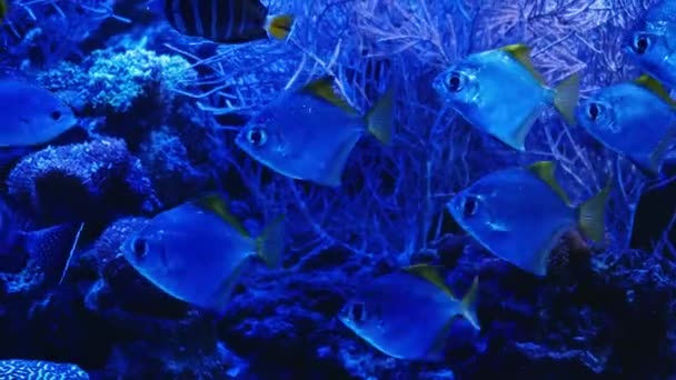 Meeresleben Coral Garden Unterwasser Tropische Bunte Meereslandschaft Mit Weich Und — Stockvideo