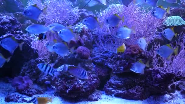 에서의 부드러운 산호와 산호로 이루어진 지방의 바다에 물고기들 수역의 산호초 — 비디오