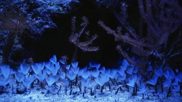 가든의 바다에 물고기 산호초 산호초 정원의 물총새 채로운 산호초 — 비디오